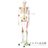 ３Ｂ社製　　等身大骨格モデル～スーパースケルトン～Ａ１３