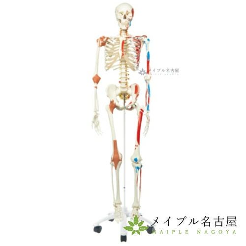 ３Ｂ社製　　等身大骨格モデル～スーパースケルトン～Ａ１３
