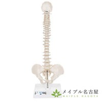 ３Ｂ社製　　脊柱可動型カラー　モデル、大腿骨付き　Ａ５８/９　（スタンド付）