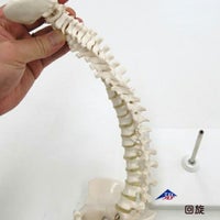 ３Ｂ社製　　脊柱可動型カラー　モデル、大腿骨付き　Ａ５８/９　（スタンド付）