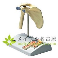 ３Ｂ社製　　ミニ関節モデル　肩関節　Ａ８６/１