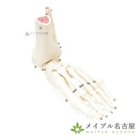 ３Ｂ社製　　足の骨モデル　Ａ３１