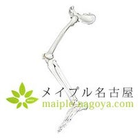 ３Ｂ社製　　自由下肢骨モデル　Ａ３６