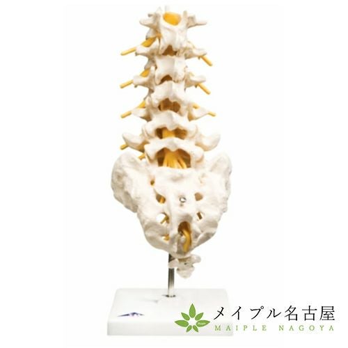 3B社製腰椎モデルA74