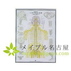人体神経系統図の通販なら5,000点以上の豊富な品揃えのメイプル名古屋へ