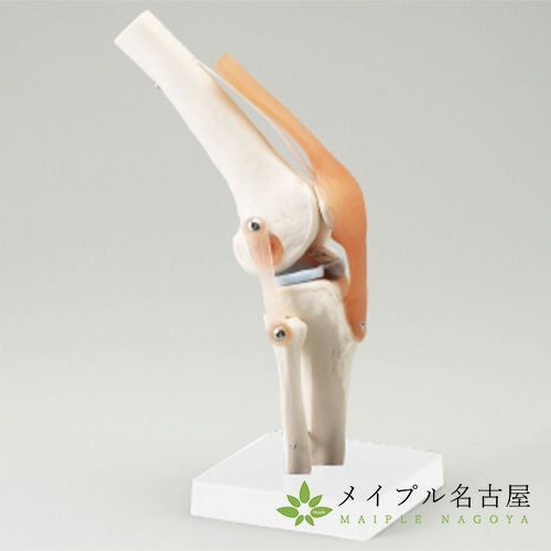 S+CURE 膝関節模型の通販なら5,000点以上の豊富な品揃えのメイプル名古屋へ