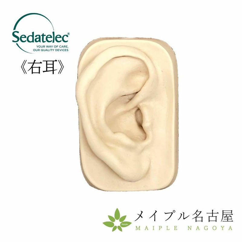 シリコン耳模型_右